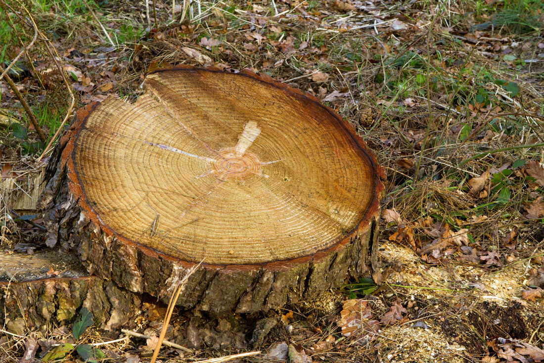 tree stumps for removal